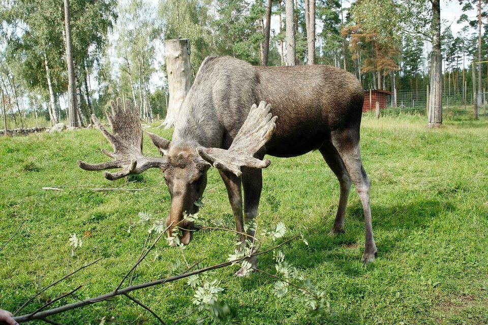 billede af elinge elgepark