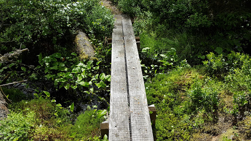 billede af Hästhultsskoven